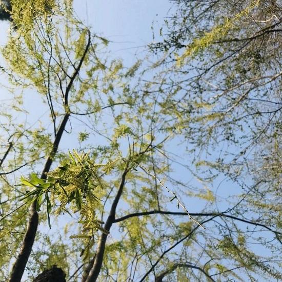 濰坊：春游盛宴 濰城做出這些“特色菜”
