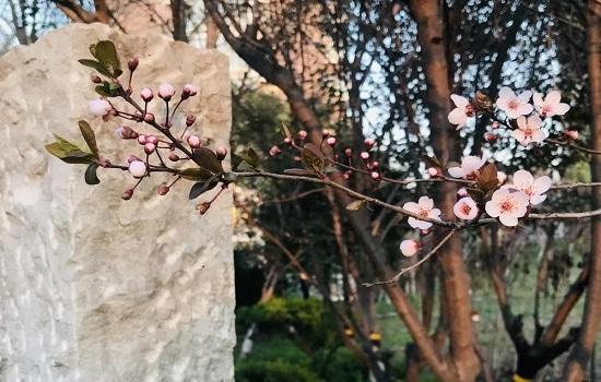 濰坊：春游盛宴 濰城做出這些“特色菜”