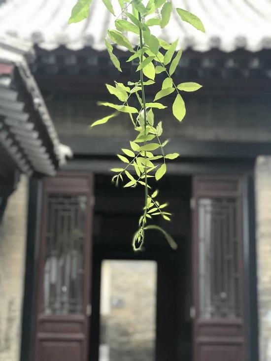 濰坊：春游盛宴 濰城做出這些“特色菜”