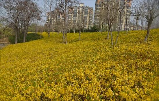濰坊：春游盛宴 濰城做出這些“特色菜”