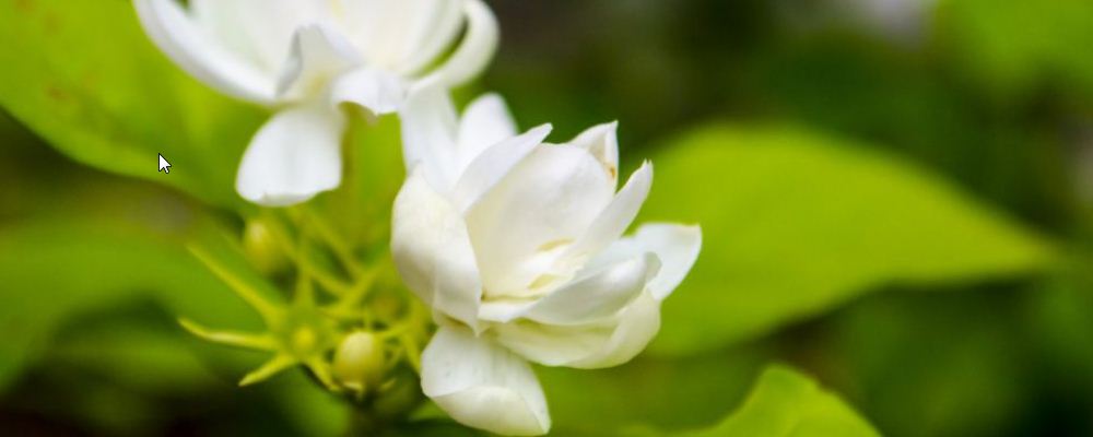 孕婦可以喝菊花茶嗎 這幾種茶水適合孕婦喝要試試 孕婦可以喝菊花茶嗎 孕婦可以喝什么茶 洋甘菊茶孕婦可以喝嗎